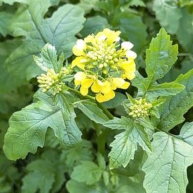 Photo of the plant species Chinese Mustard by @EarthyAgboy75 named Delilah on Greg, the plant care app