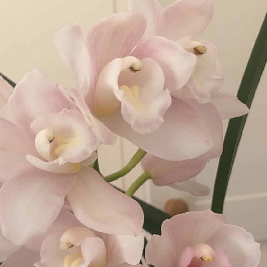 Photo of the plant species Yellow-Flowered Cymbidium by @StarBigmuhly9 named Remington on Greg, the plant care app