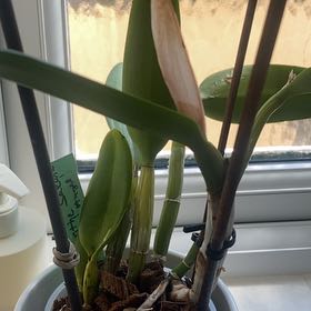Plant care for Cattlianthe 'Tempixque' on Greg, the plant care app