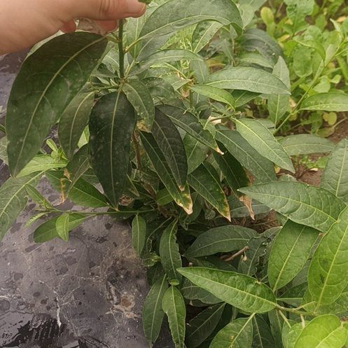 Photo of the plant species Night-Blooming Jessamine by @ShowyApple53 named Willow on Greg, the plant care app