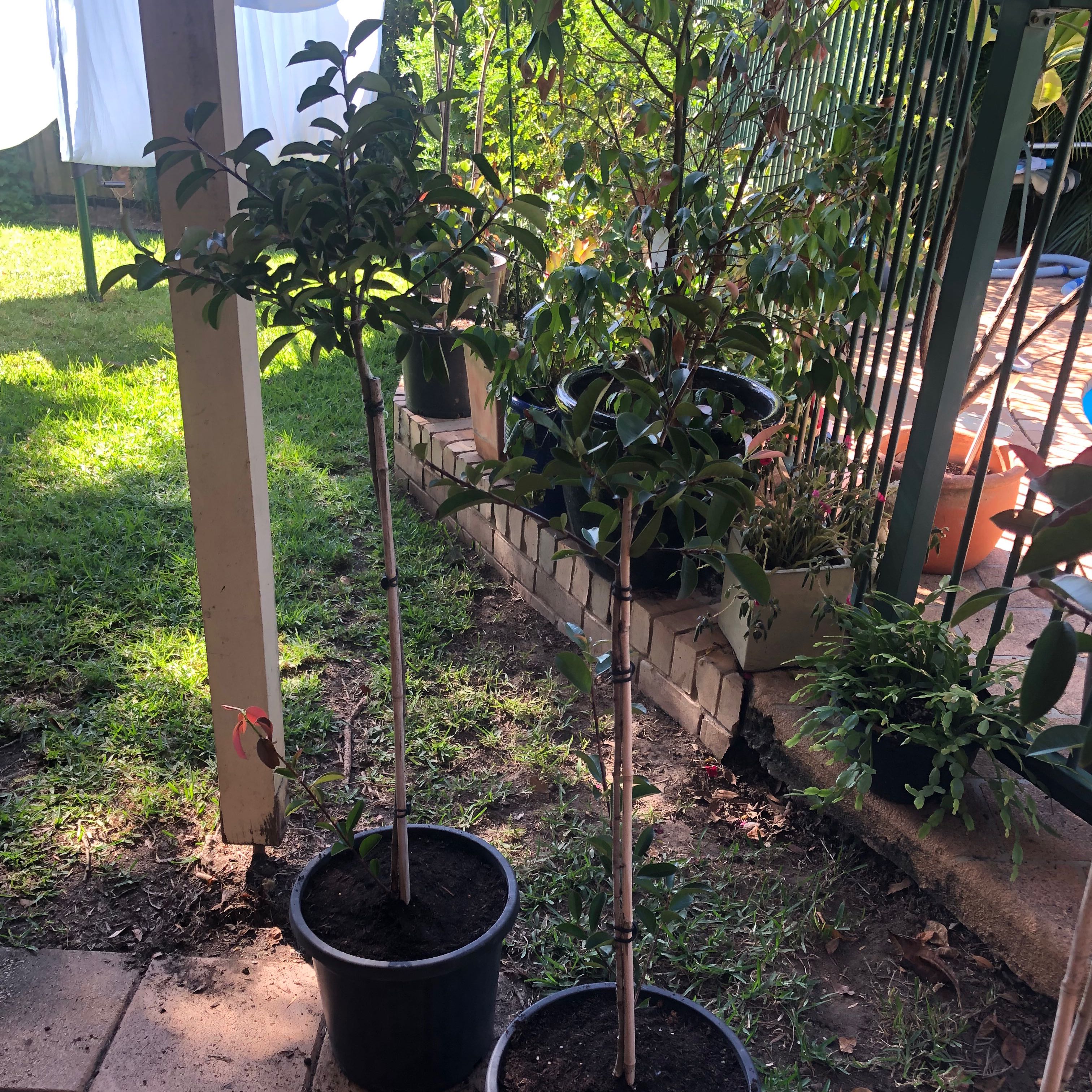 Photo of the plant species Photinia by @BigAnahaw97 named Gregarious on Greg, the plant care app