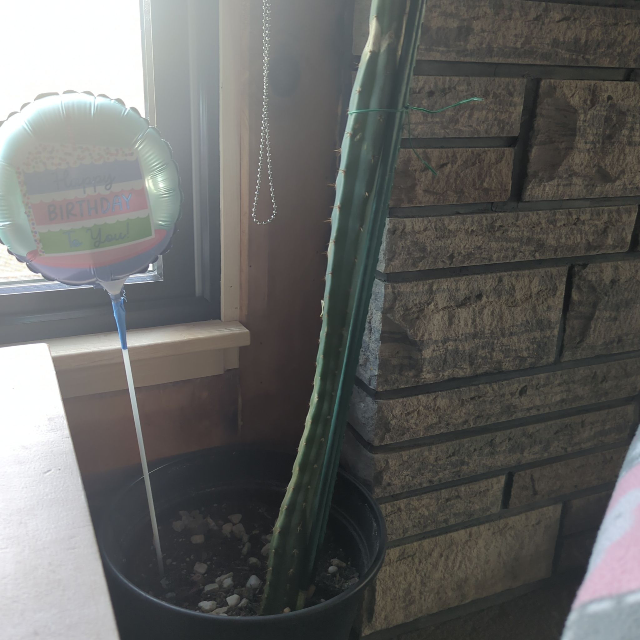 Photo of the plant species Bolivian Torch Cactus by @WhizRhodora33 named Cleopatra on Greg, the plant care app