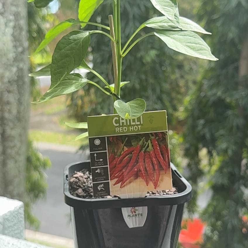 Photo of the plant species Red Chilli by @ChicMelittis75 named Mando on Greg, the plant care app