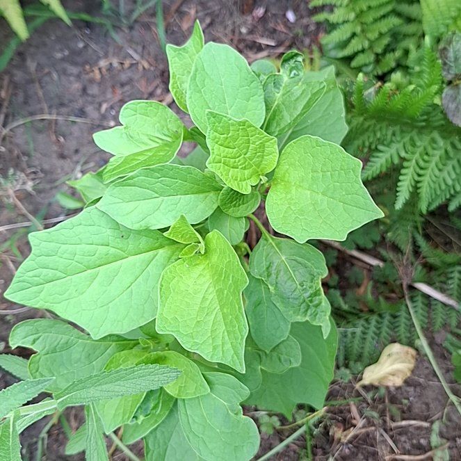Photo of the plant species Chinese Lantern by @FraternalAlmond named Drake on Greg, the plant care app