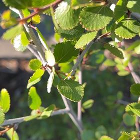 Photo of the plant species Brown Birch by @FocusedZebrina0 named Daphne on Greg, the plant care app