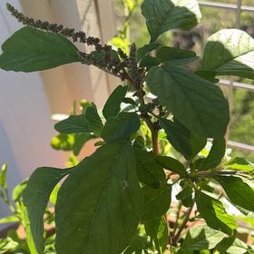 Photo of the plant species Amaranth Pigweed by @TracyfromAustin named Wild in pot on Greg, the plant care app