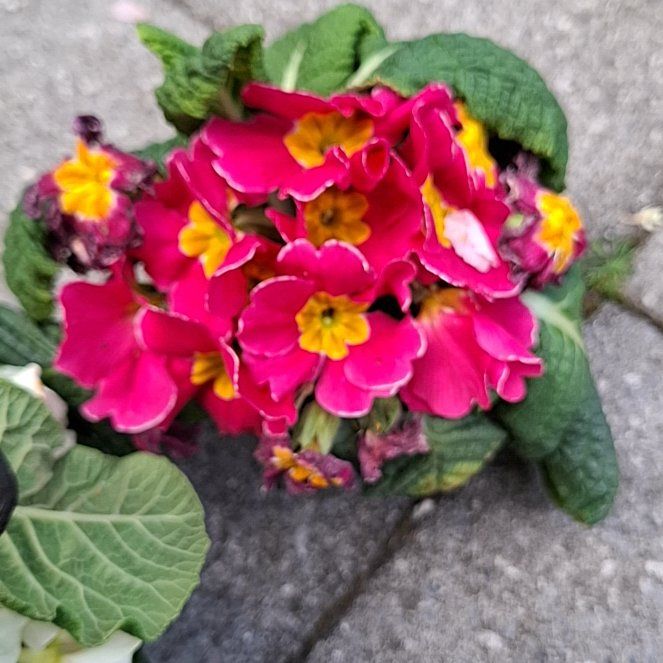 Photo of the plant species Primula Vulgaris by @LordlyCooperi90 named Athena on Greg, the plant care app