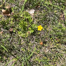 Photo of the plant species Marsh Marigold by @YernLemon23 named Hemingway on Greg, the plant care app