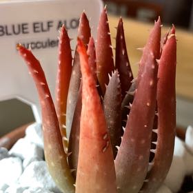 Plant care for Blue Flax.lily on Greg, the plant care app