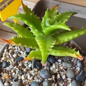 Photo of the plant species Sunset Aloe by @SincerelyCorn96 named Foxxy on Greg, the plant care app
