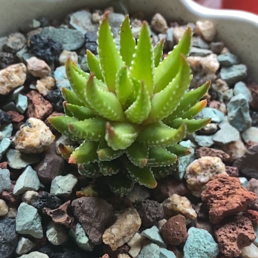 Photo of the plant species Coarctate Haworthia by @SincerelyCorn96 named Winston on Greg, the plant care app