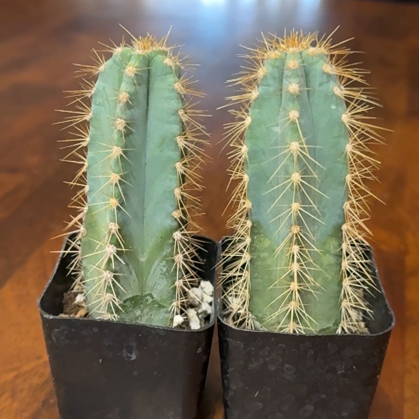 Photo of the plant species Blue Torch Cactus by @SincerelyCorn96 named Kobe on Greg, the plant care app