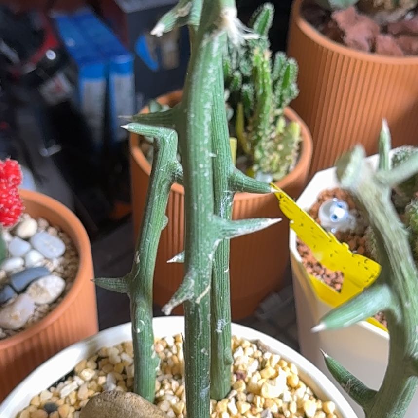 Plant care for Adenia on Greg, the plant care app