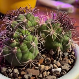Photo of the plant species Coast Barrel Cactus by @SincerelyCorn96 named Bigleef Smalls on Greg, the plant care app
