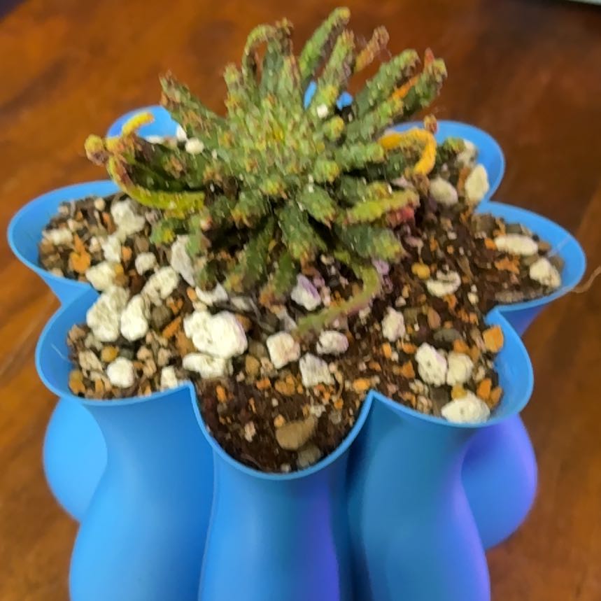 Photo of the plant species Medusa's Head Cactus by @SincerelyCorn96 named Bruce Lee on Greg, the plant care app