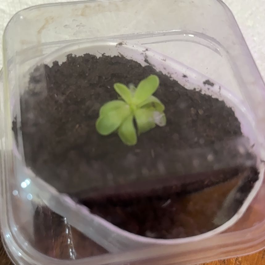 Photo of the plant species Common Butterwort by @SincerelyCorn96 named Cleopatra on Greg, the plant care app