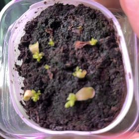 Photo of the plant species Carnivorous butterwort by @SincerelyCorn96 named Captain Plant-it on Greg, the plant care app