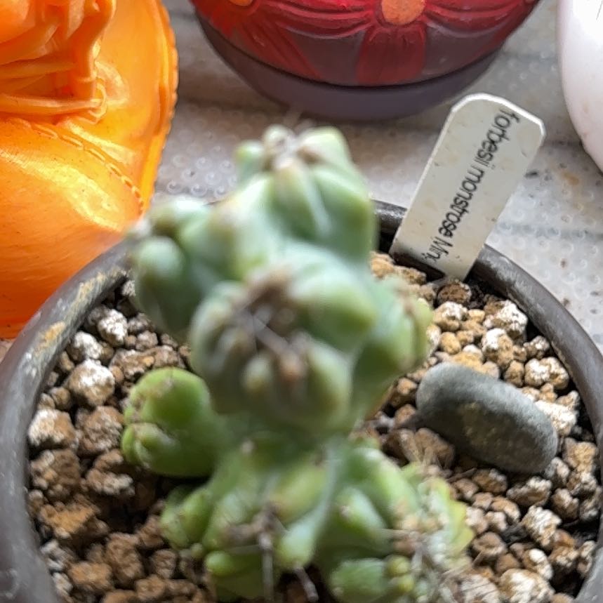 Photo of the plant species Peyote by @SincerelyCorn96 named Dolores on Greg, the plant care app