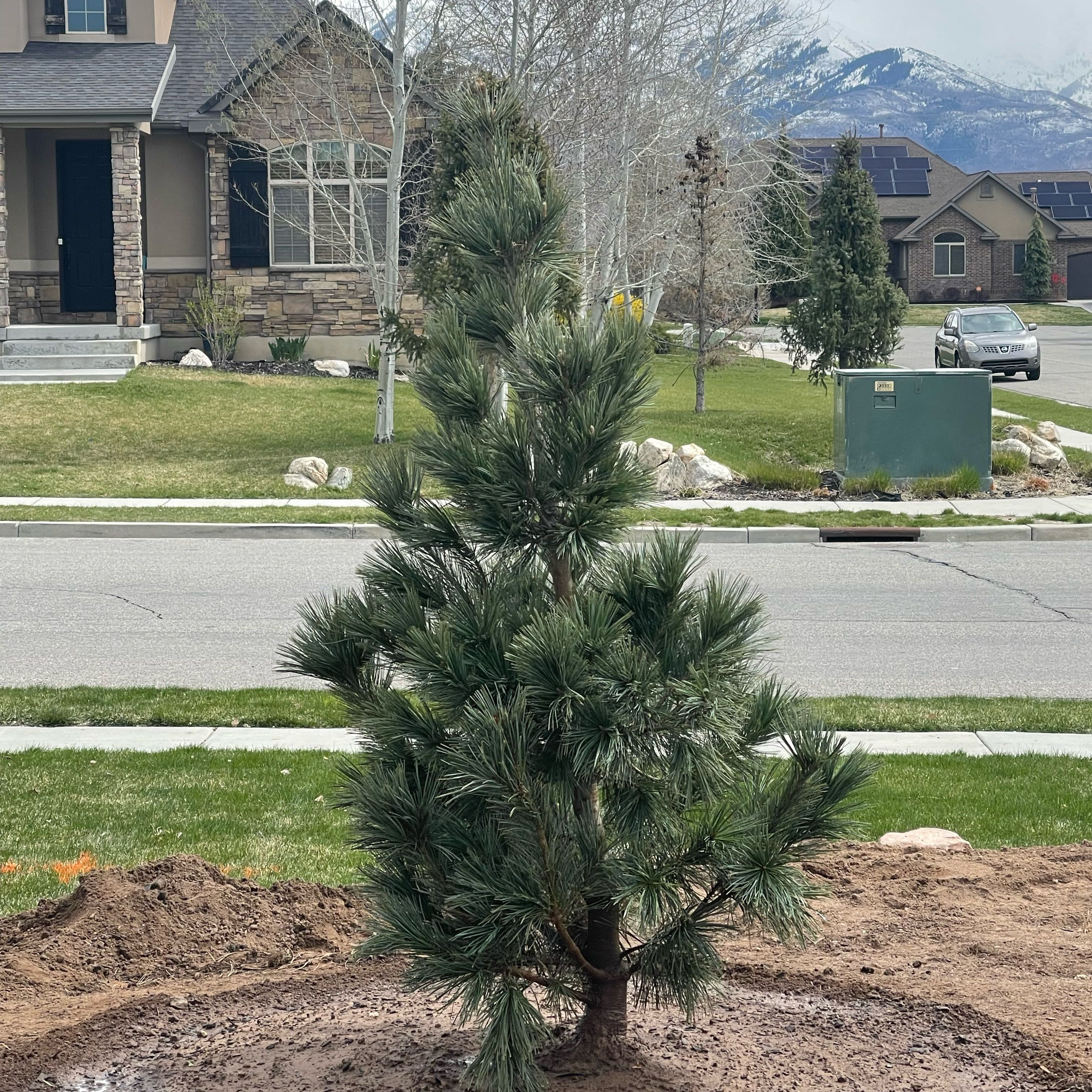 Photo of the plant species Vanderwolf's Pyramid Pine by @ClearRosygarlic named Prince on Greg, the plant care app