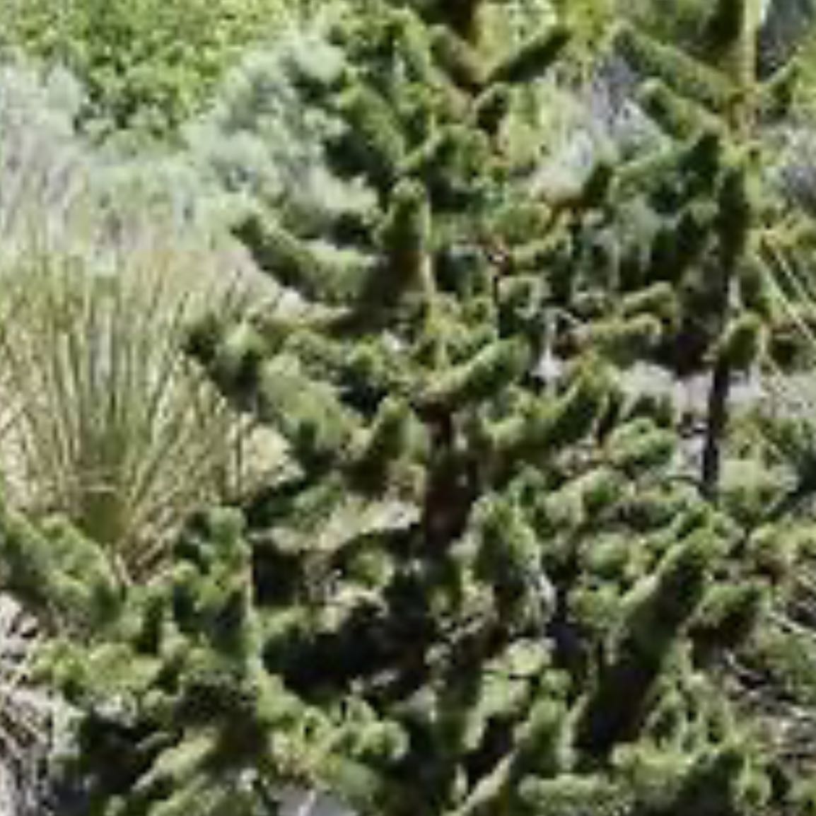 Photo of the plant species Bristlecone Pine by @ClearRosygarlic named Kendall on Greg, the plant care app