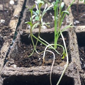Photo of the plant species Soapwort Sandwort by @SirTawa7 named Orlando Bloom on Greg, the plant care app
