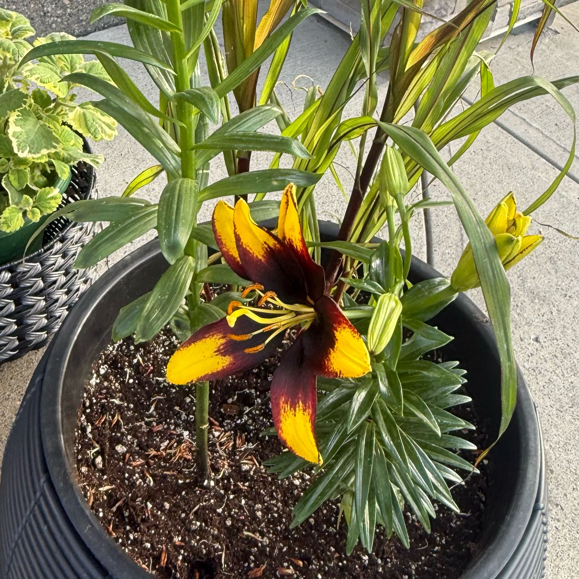 Photo of the plant species Orange Lily by @WondrousWychelm named Treeyoncé on Greg, the plant care app