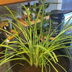 Photo of the plant species Yellow Daylily by @RainforestYYC named Oscar on Greg, the plant care app