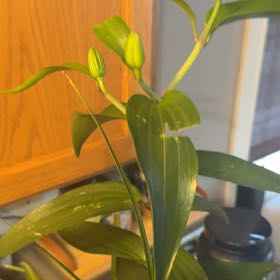 Photo of the plant species Oriental Lily 'Table Dance' by @WondrousWychelm named Beyonce on Greg, the plant care app