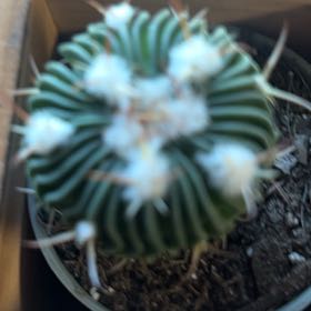 Photo of the plant species Brain Cactus by @CozyOrangegrass named Sanders on Greg, the plant care app