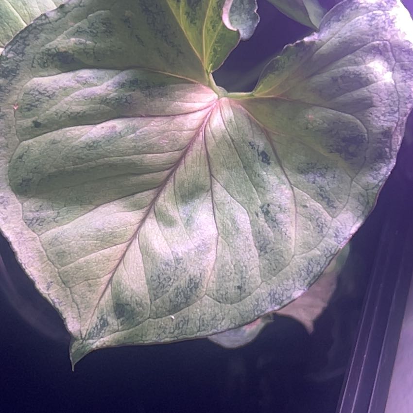 Photo of the plant species Roxana Arrowhead Plant by @CozyOrangegrass named Zeus on Greg, the plant care app