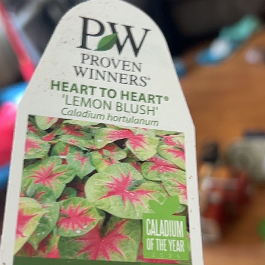 Photo of the plant species Caladium 'Lemon Blush' by @CozyOrangegrass named Ronaldo on Greg, the plant care app