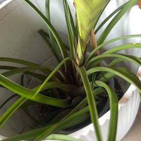Photo of the plant species Bromeliad by @CozyOrangegrass named Sol on Greg, the plant care app