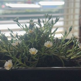 Photo of the plant species Delosperma 'Jewel of Desert Moon Stone' by @HotAlbo4 named Shakira on Greg, the plant care app