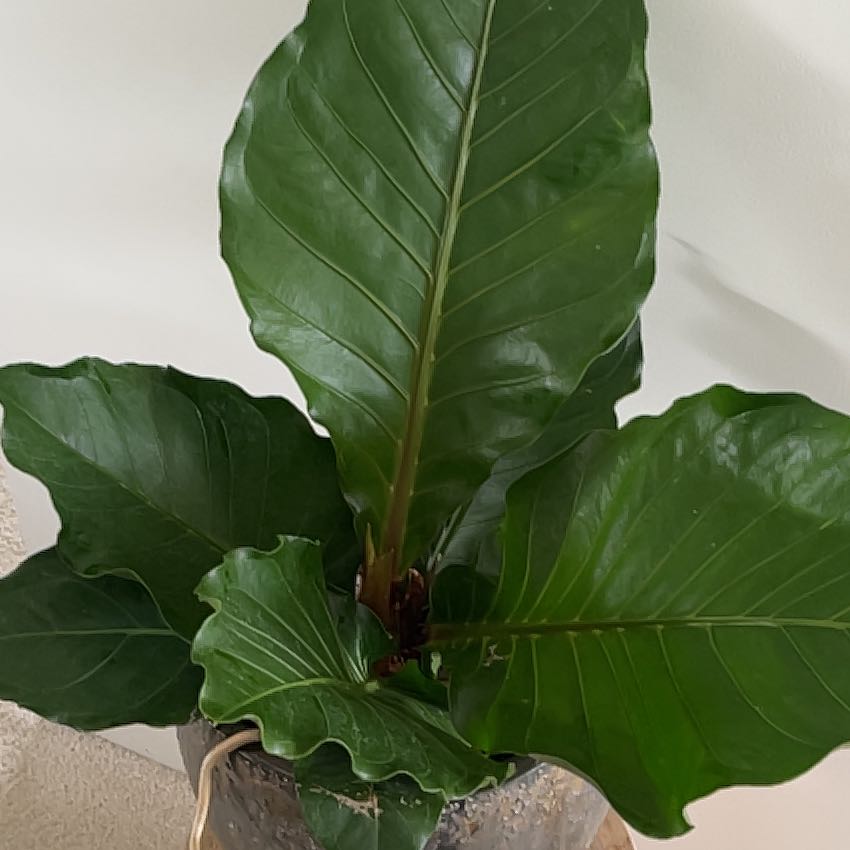 Photo of the plant species Bird's nest anthurium by @EarthyEllisia named Denali on Greg, the plant care app
