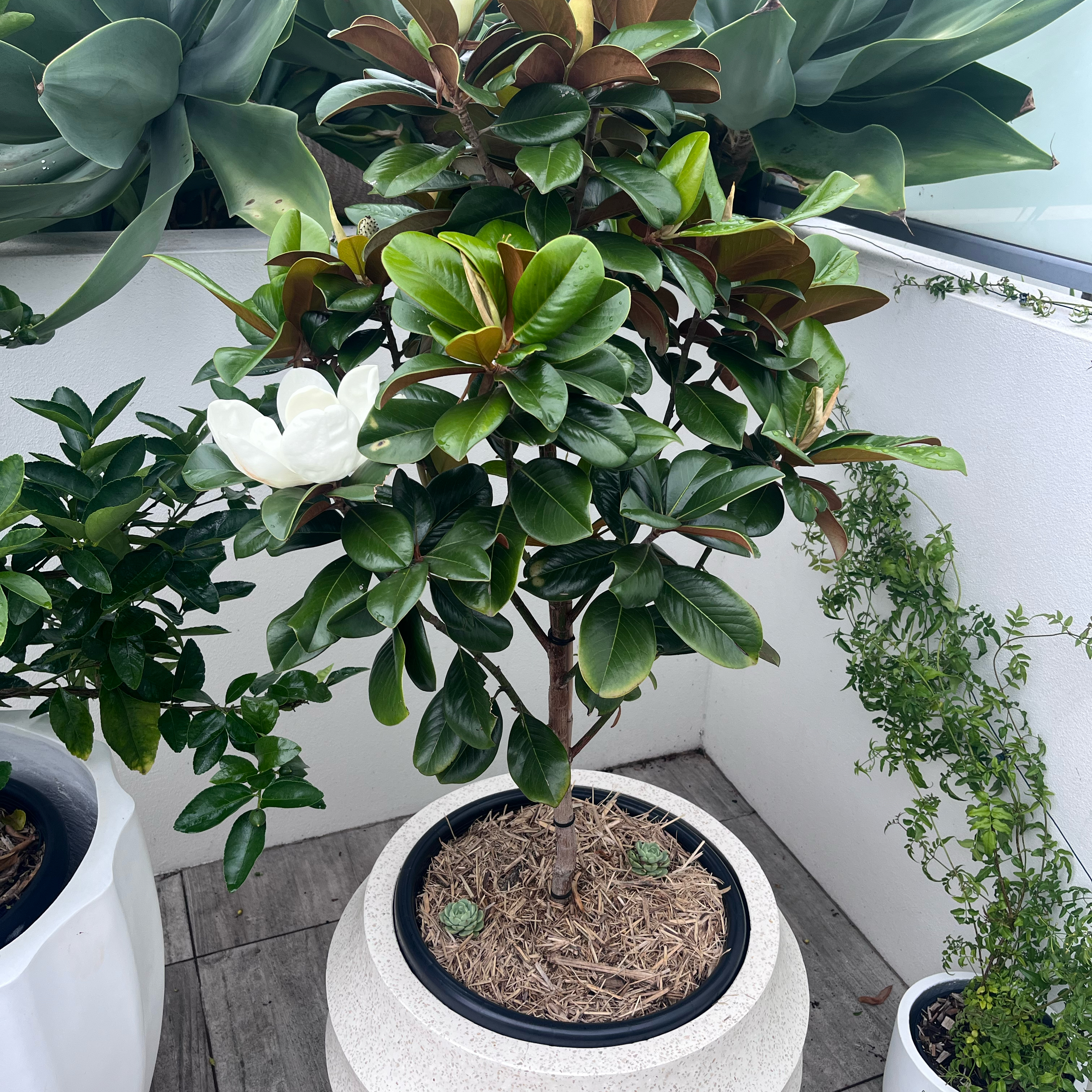 Photo of the plant species Bracken Brown Beauty Magnolia by @EarthyEllisia named Elle on Greg, the plant care app