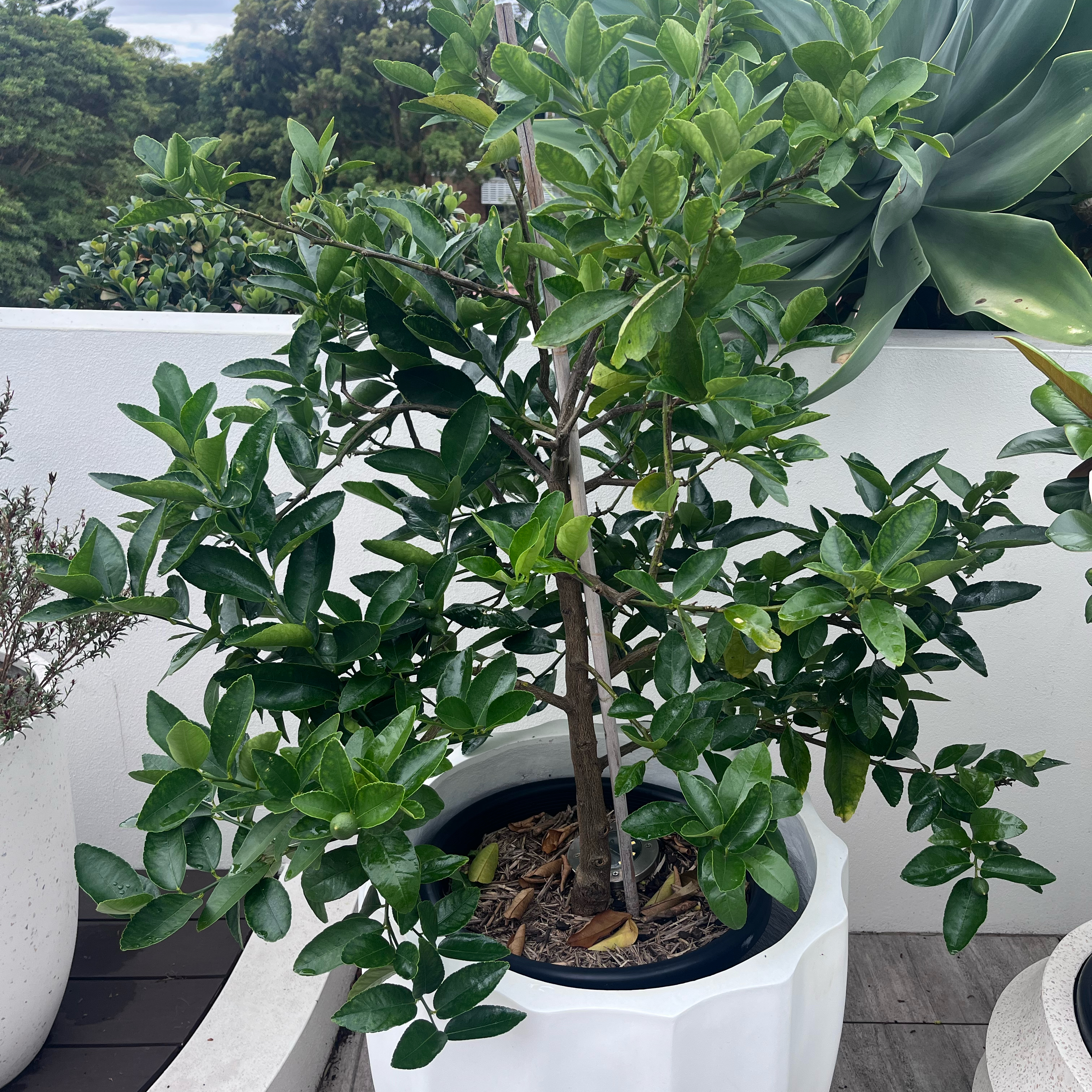 Photo of the plant species Tahitian Lime by @EarthyEllisia named Eva on Greg, the plant care app