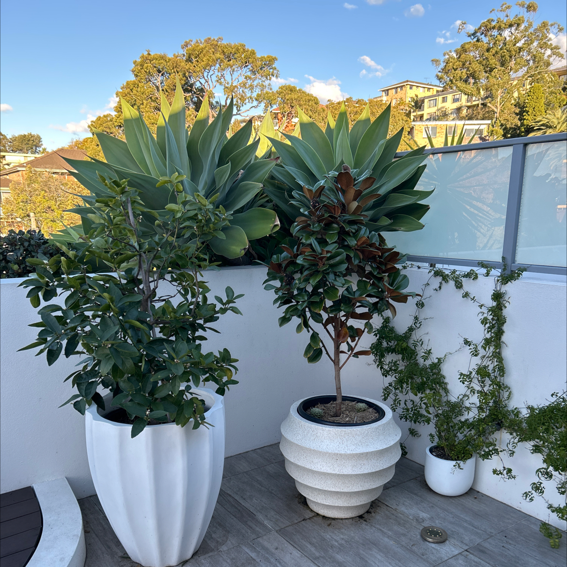 Photo of the plant species Tahitian Lime by @EarthyEllisia named Eva on Greg, the plant care app