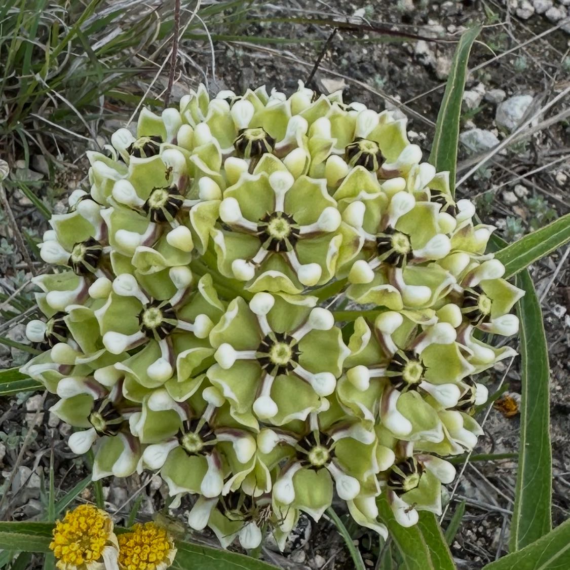 Photo of the plant species Curtiss' Milkweed by @PrettyPhalsa67 named Sahara on Greg, the plant care app