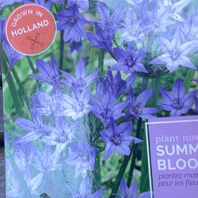 Photo of the plant species Bridges' Brodiaea by @AnewRedpine5 named Delilah on Greg, the plant care app