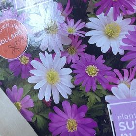 Photo of the plant species Greek Thimbleweed by @AnewRedpine5 named Dax on Greg, the plant care app