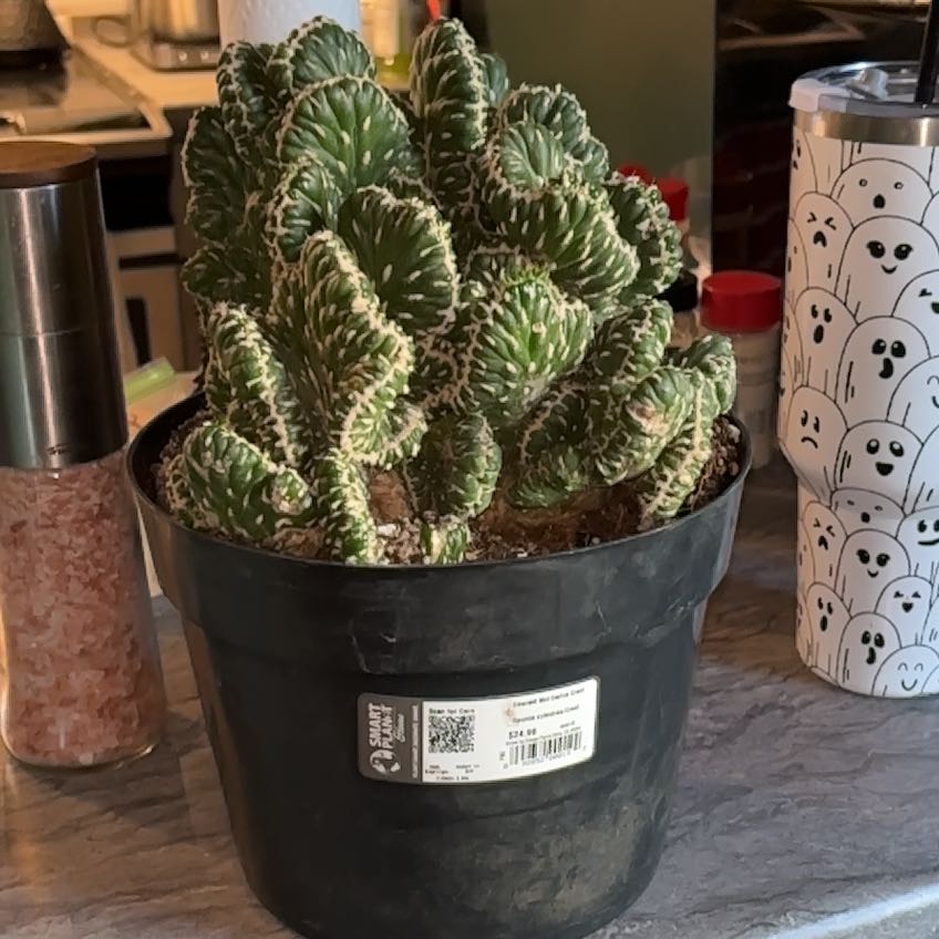 Photo of the plant species Opuntia Cylindrica Crest by @DollPepino85 named Olive on Greg, the plant care app