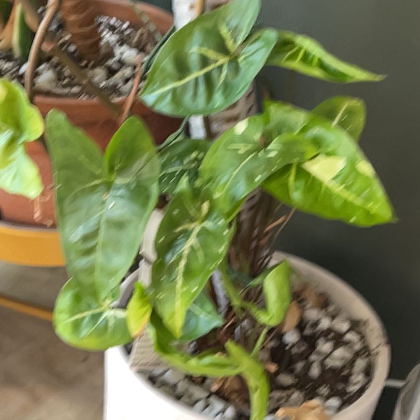 Photo of the plant species Syngonium by @ProBigfoot68 named Kendall on Greg, the plant care app