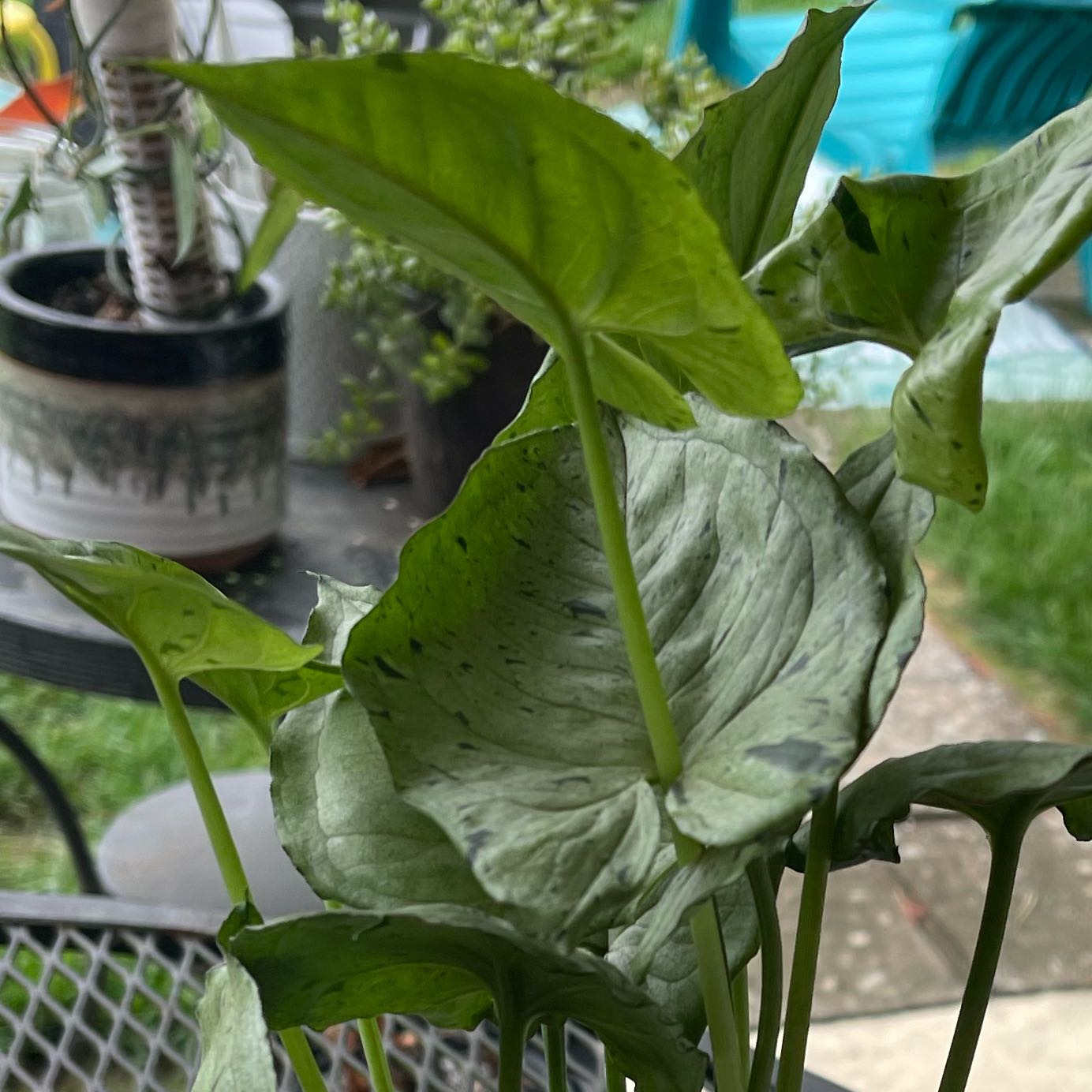 Photo of the plant species syngonium green splash by @ProBigfoot68 named James Dean on Greg, the plant care app