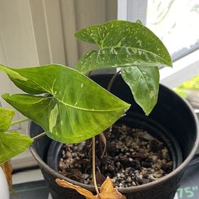 Photo of the plant species Syngonium by @ProBigfoot68 named Sol on Greg, the plant care app