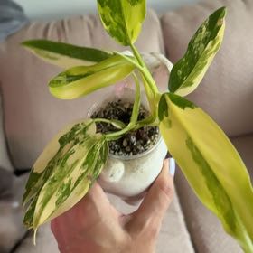 Photo of the plant species Philodendron Verigated Domesticum by @ProBigfoot68 named Mando on Greg, the plant care app