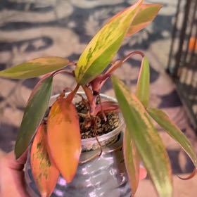 Photo of the plant species Strawberry Shake Philodendron by @ProBigfoot68 named Michelle Branch on Greg, the plant care app