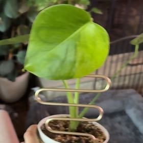 Photo of the plant species Monstera 'Yellow Marilyn' by @ProBigfoot68 named Rainier on Greg, the plant care app
