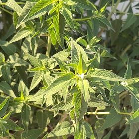 Photo of the plant species Wild Bergamot by @ProBigfoot68 named Sonora on Greg, the plant care app