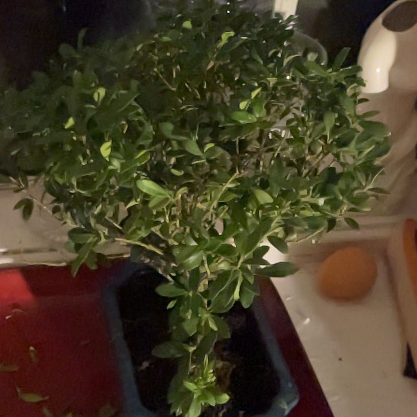 Photo of the plant species Japanese Holly by @LikelyRedvein16 named Sigmund on Greg, the plant care app