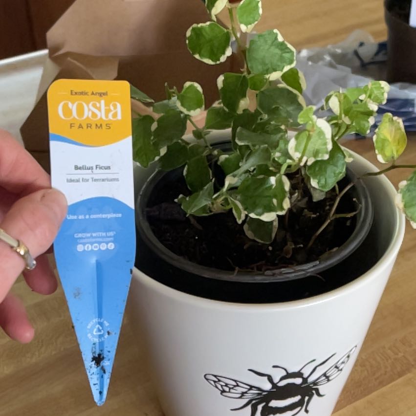 Photo of the plant species Bellis Ficus by @CosmicOregano61 named Einstein on Greg, the plant care app